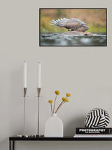 White-tailed eagle Poster och Canvastavla