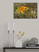 Clowfishes Poster och Canvastavla