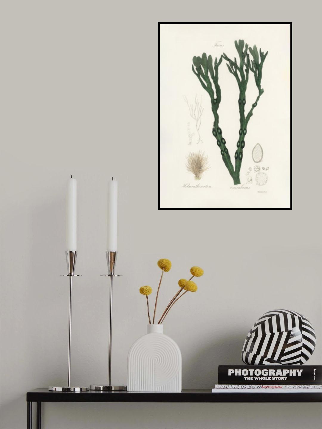 Bladder Wrack (fucus Vesiculosus)  Medical Botany Poster och Canvastavla