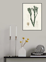 Bladder Wrack (fucus Vesiculosus)  Medical Botany Poster och Canvastavla