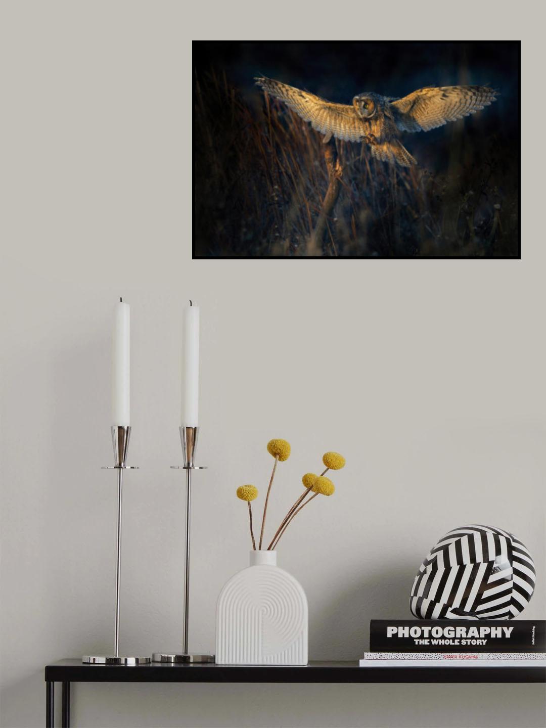Long-eared owl Poster och Canvastavla