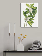 Swamp Magnolia (1918) Poster och Canvastavla