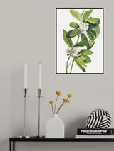 Swamp Magnolia (1918) Poster och Canvastavla
