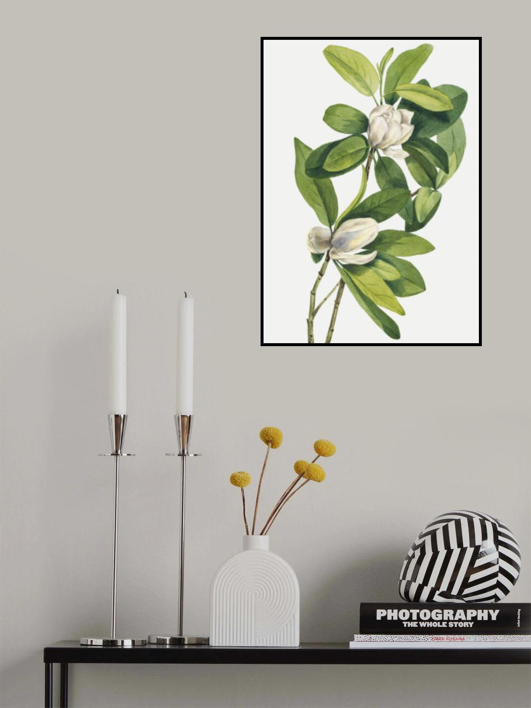 Swamp Magnolia (1918) Poster och Canvastavla