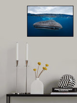 Whale Shark in split level Poster och Canvastavla