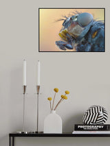 fly Poster och Canvastavla