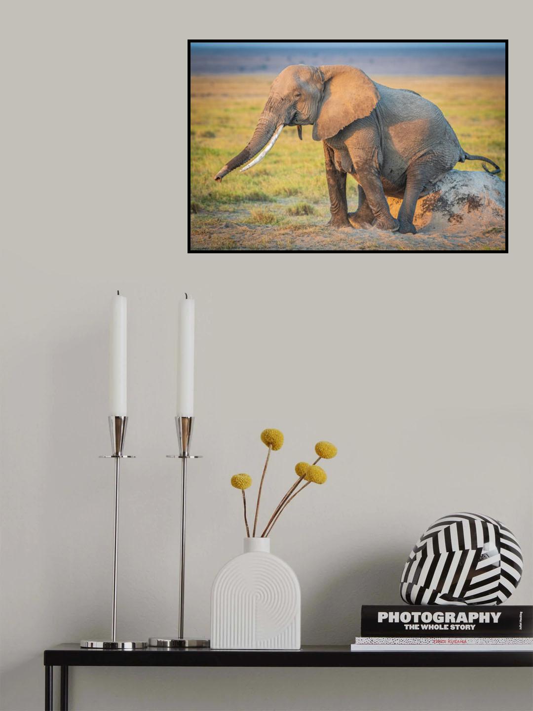Early morning contentment Poster och Canvastavla