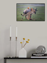 Fighting Poster och Canvastavla