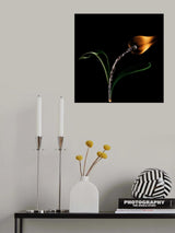 The Tulip Poster och Canvastavla