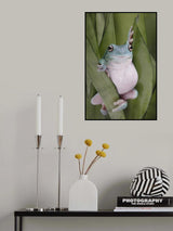 A Whites Tree Frogs Pose Poster och Canvastavla
