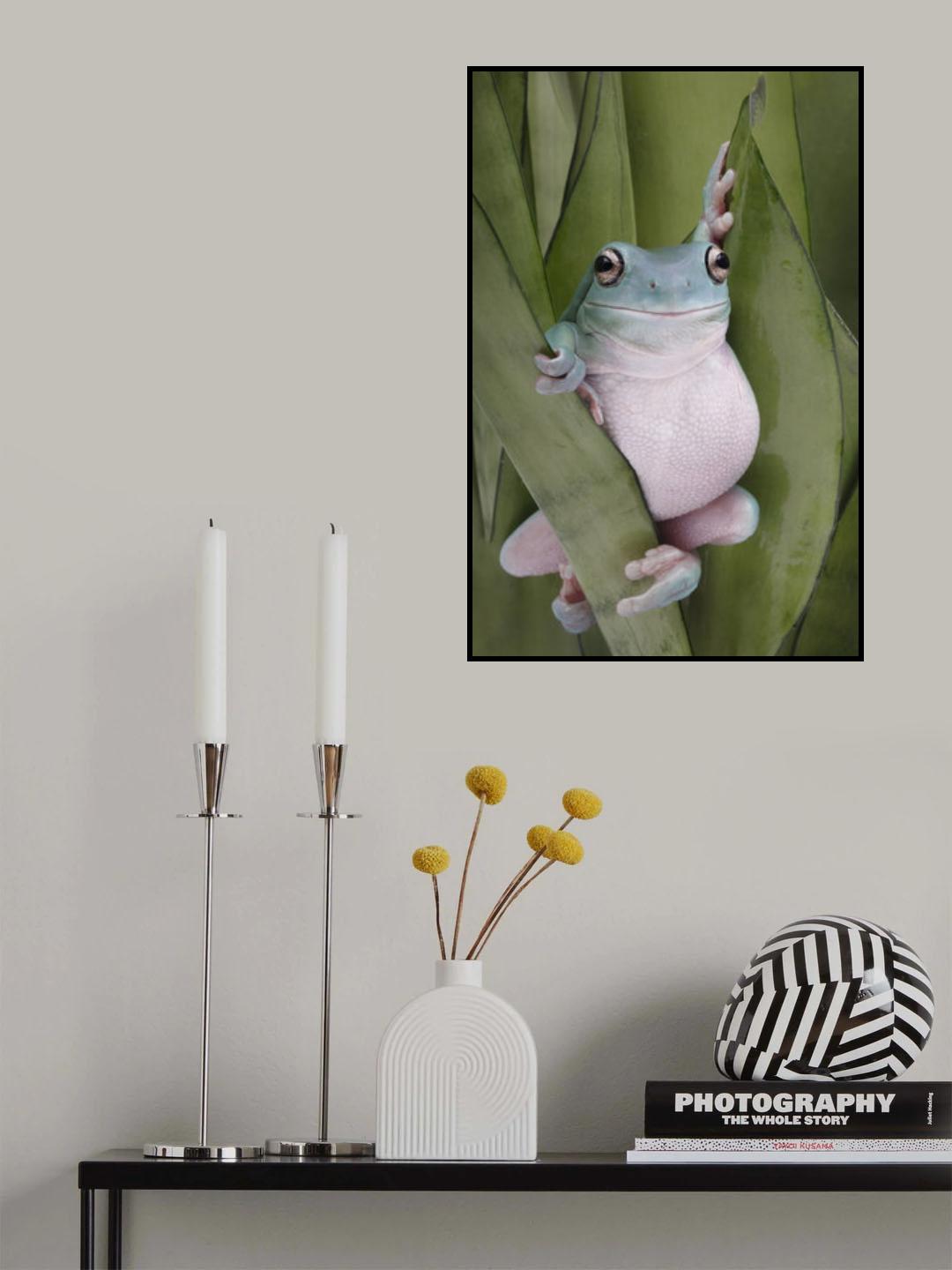 A Whites Tree Frogs Pose Poster och Canvastavla