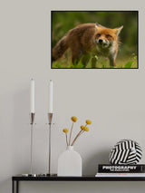 Fox Poster och Canvastavla