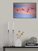Flamingos at sunset Poster och Canvastavla