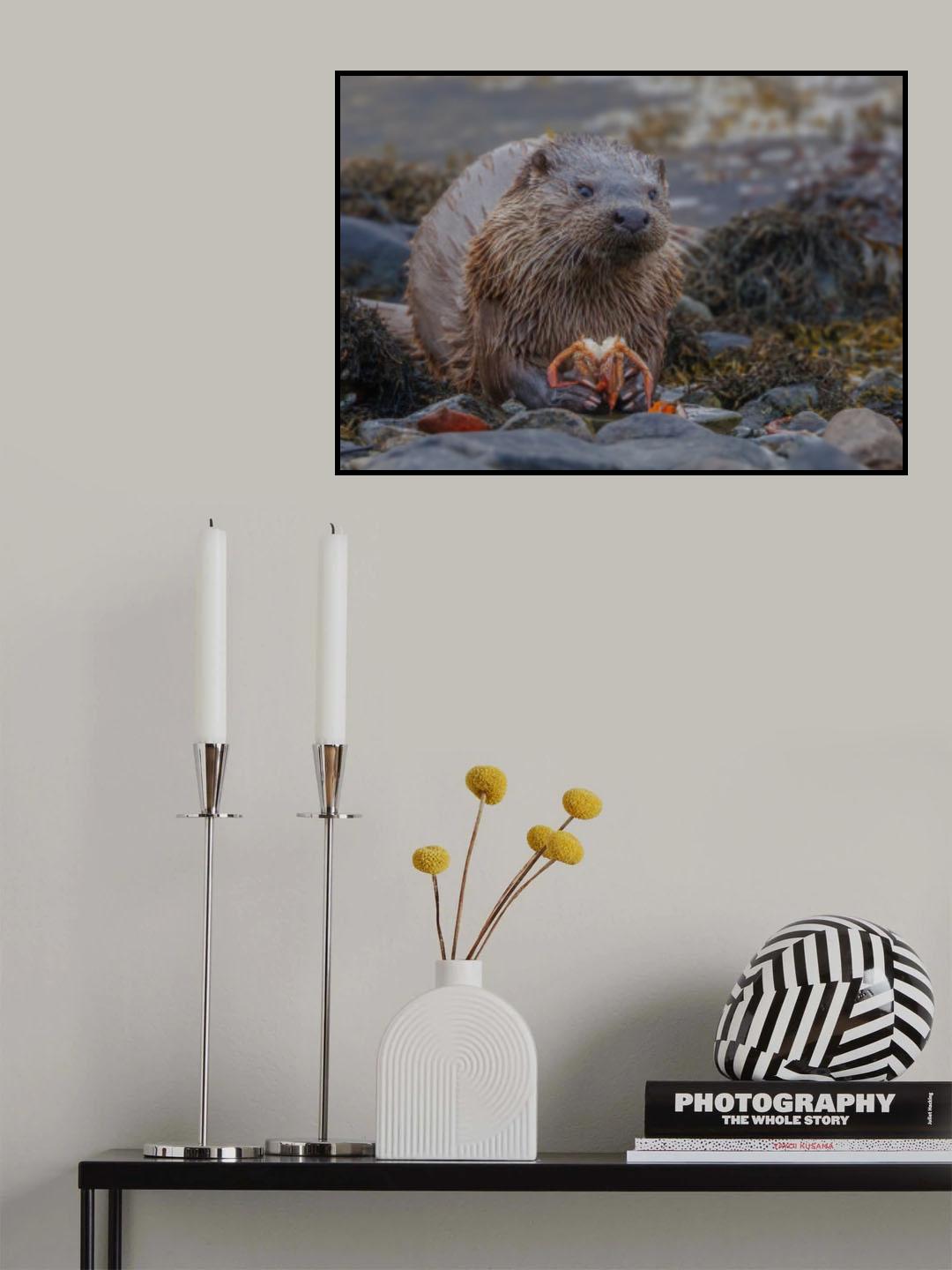 Sea Otter eating crab Poster och Canvastavla