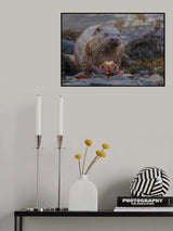 Sea Otter eating crab Poster och Canvastavla