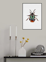 Pied shield bug or Tritomegas bicolor Poster och Canvastavla
