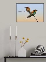 Merops apiaster#2 Poster och Canvastavla