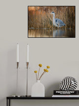 Adea cinerea at dawn Poster och Canvastavla