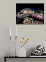 Green Turtle Poster och Canvastavla