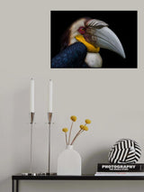 Wreathed hornbill Poster och Canvastavla