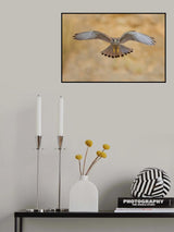 Common kestrel Poster och Canvastavla