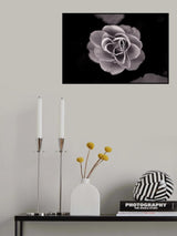 Rose Poster och Canvastavla