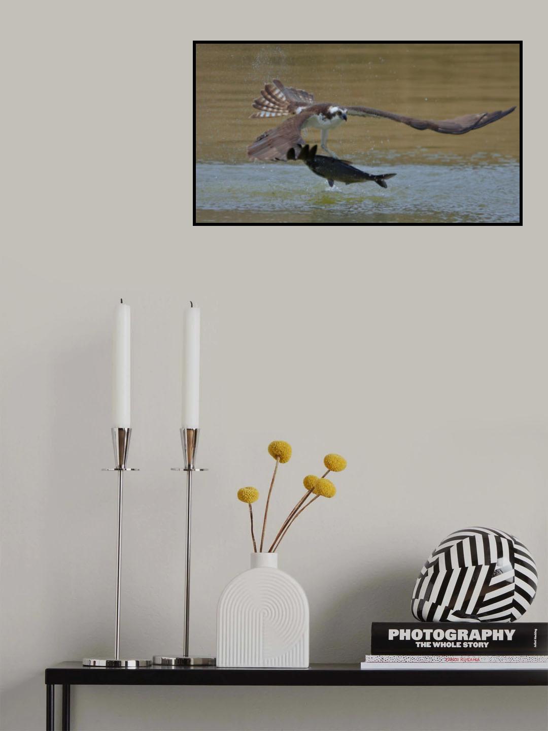 Osprey in hunting Poster och Canvastavla