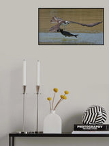 Osprey in hunting Poster och Canvastavla