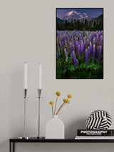 Mt Robson Poster och Canvastavla