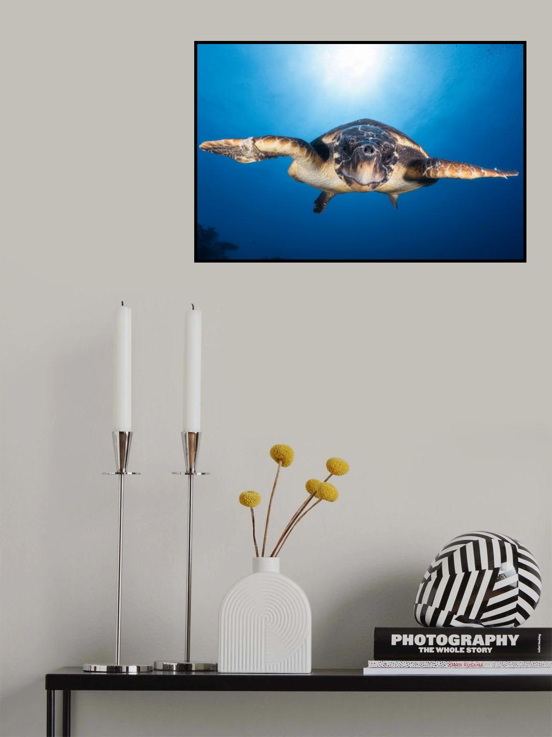Face to Face with a Hawksbill sea turtle Poster och Canvastavla