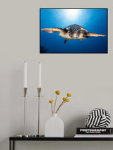 Face to Face with a Hawksbill sea turtle Poster och Canvastavla