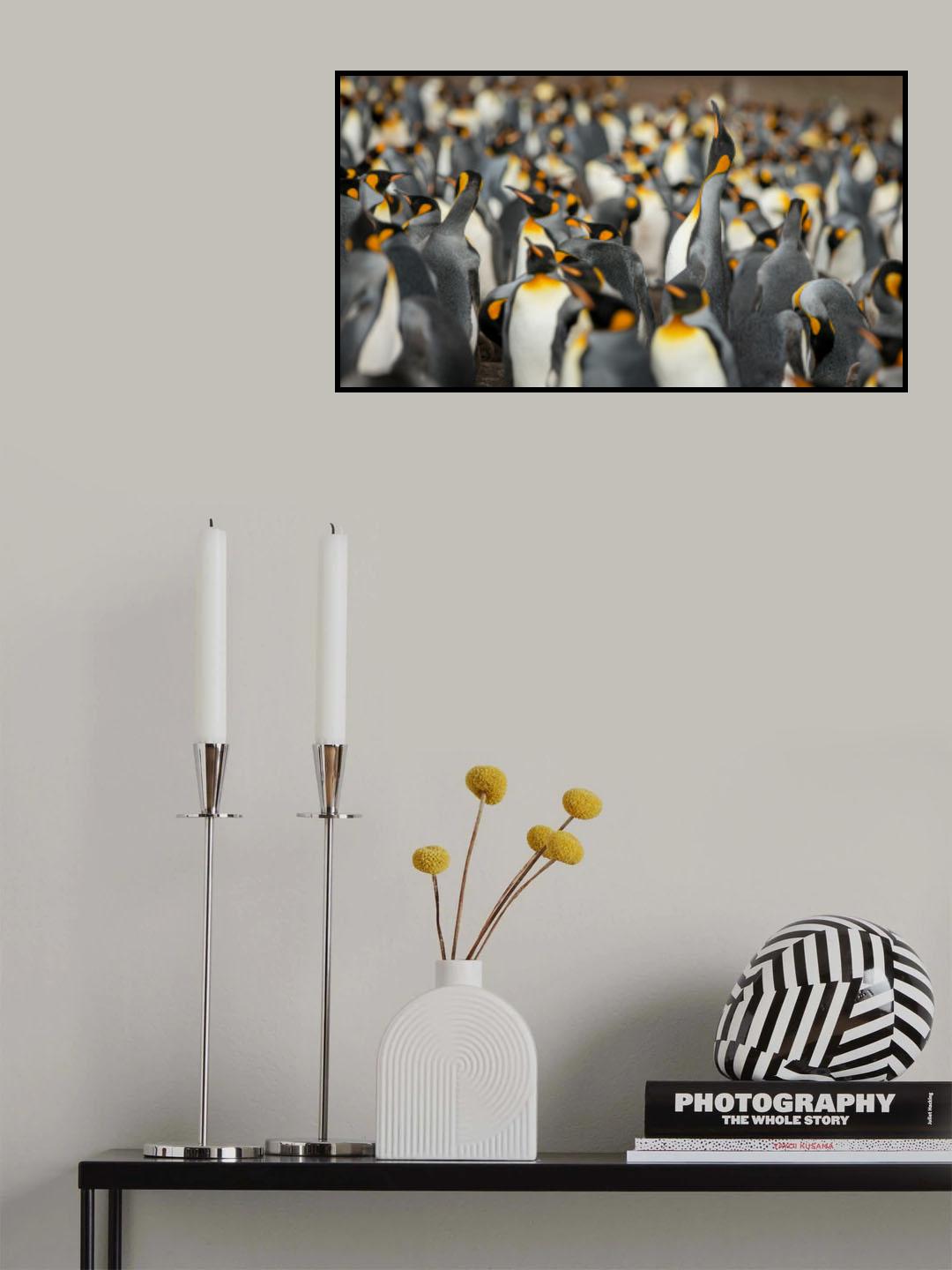 King penguin colony Poster och Canvastavla