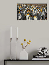 King penguin colony Poster och Canvastavla