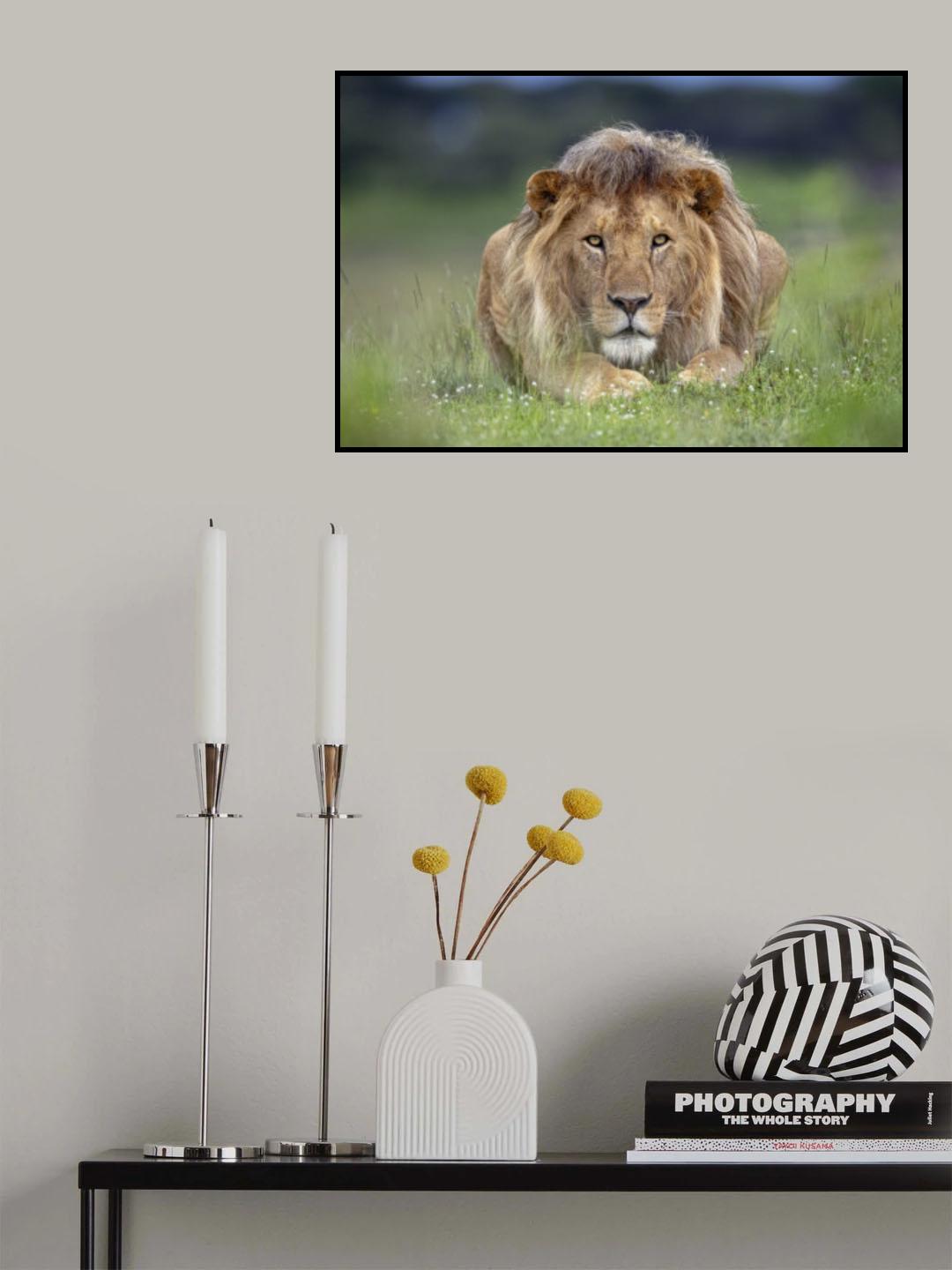 Eye Contact Poster och Canvastavla