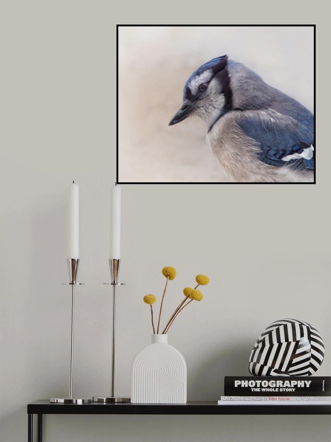 Inquisitive Blue Jay Poster och Canvastavla