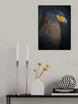 Stare Poster och Canvastavla