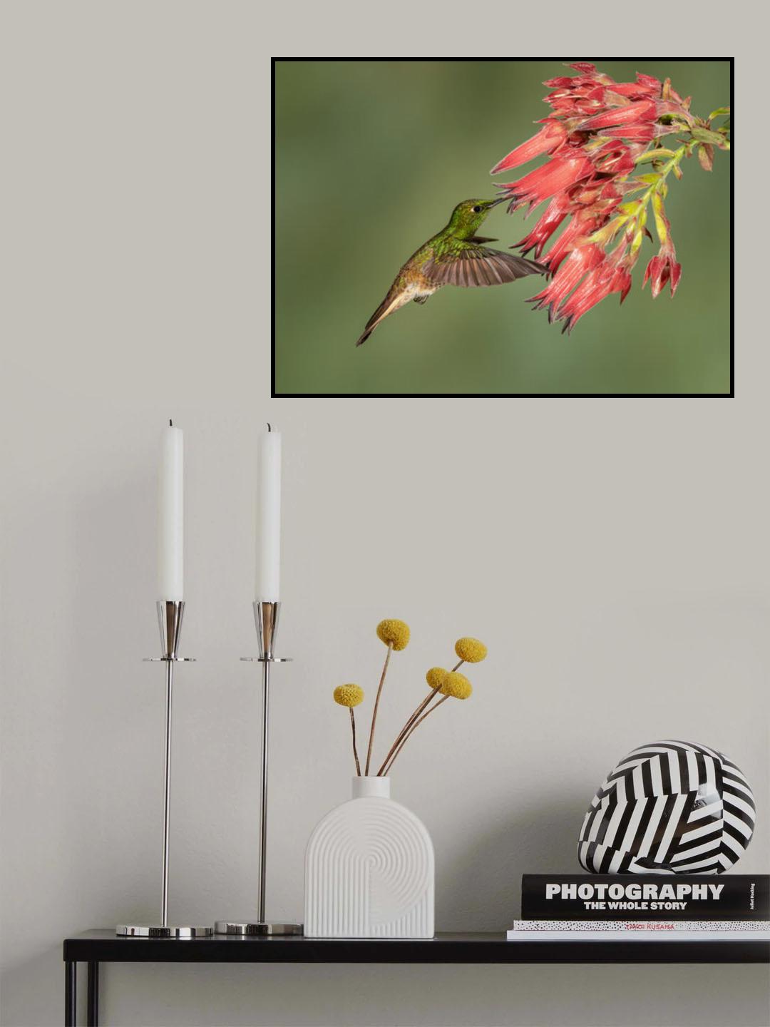 Buff-tailed Coronet - Hummingbird beauty Poster och Canvastavla