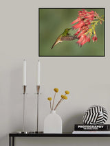 Buff-tailed Coronet - Hummingbird beauty Poster och Canvastavla