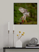 Goshawk with prey Poster och Canvastavla