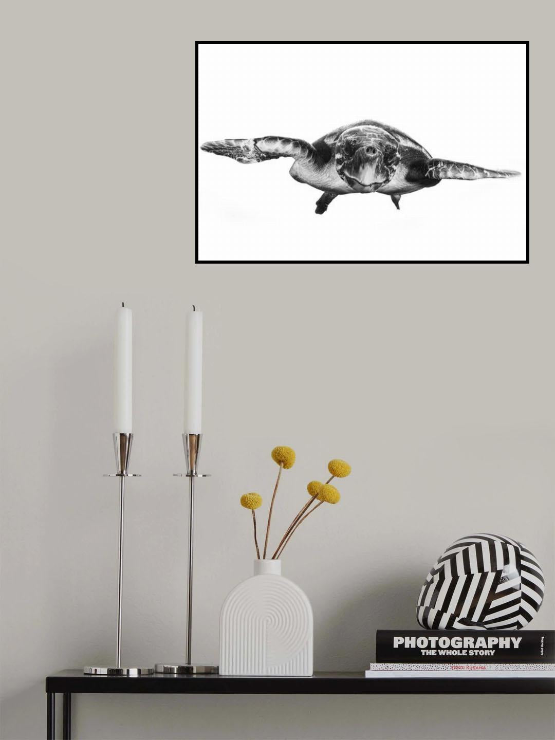 White and turtle Poster och Canvastavla