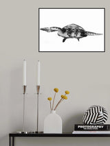 White and turtle Poster och Canvastavla