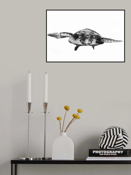 White and turtle Poster och Canvastavla