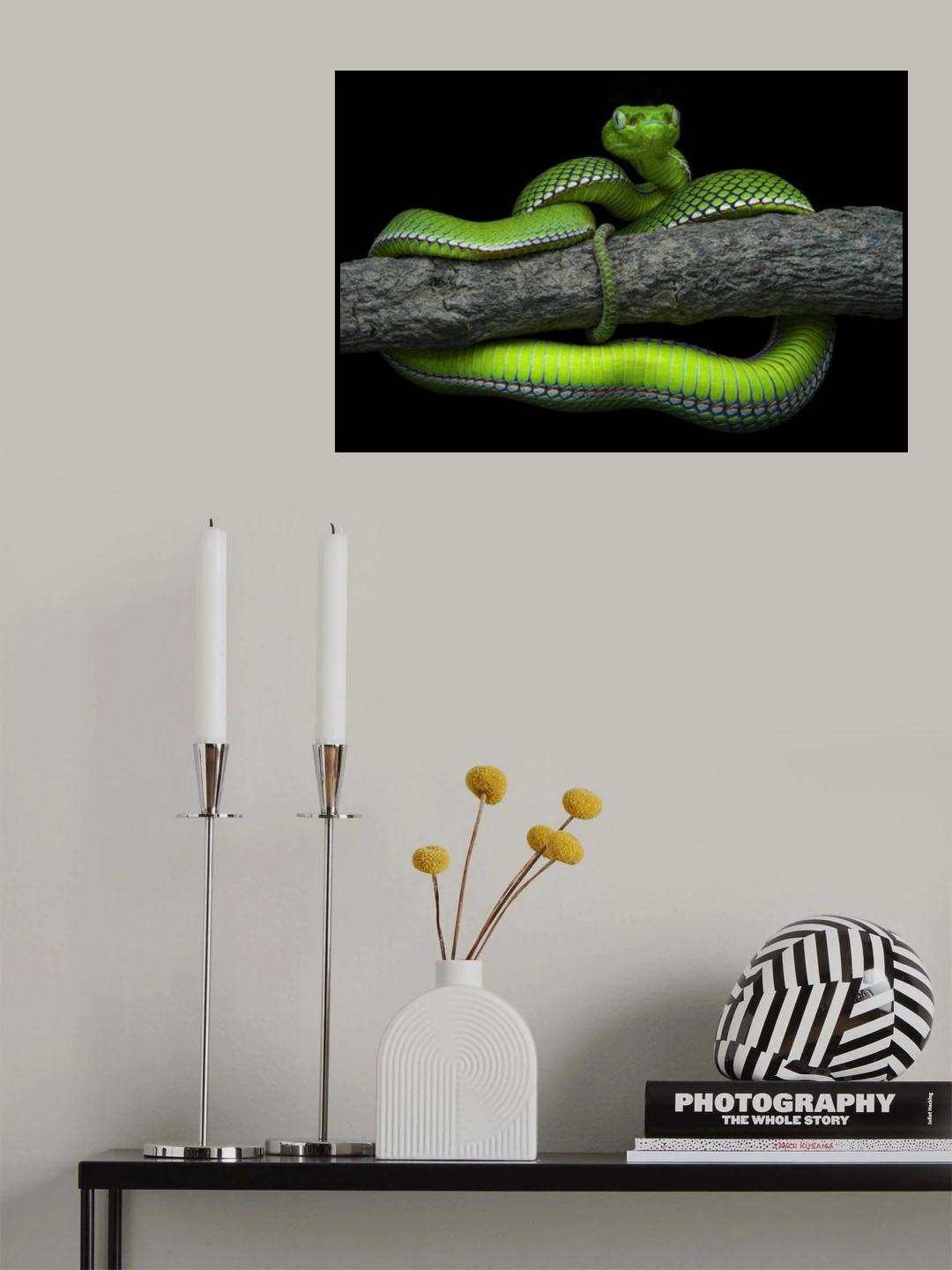 Trimeresurus vogeli Poster och Canvastavla