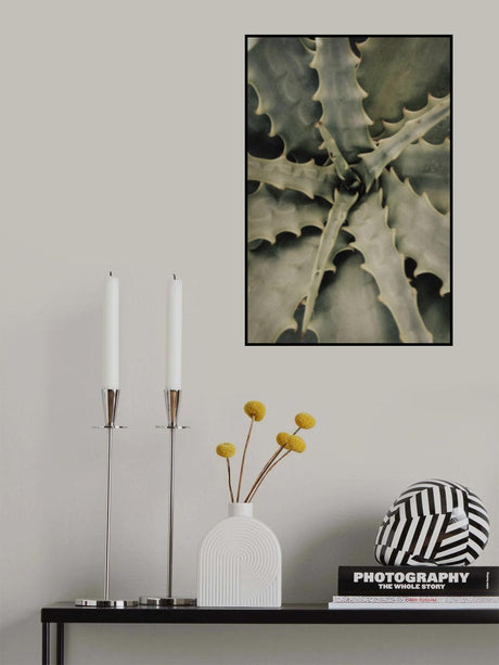 Aloe_002 Poster och Canvastavla