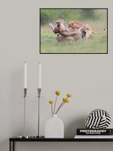 Fighting for Territory Poster och Canvastavla