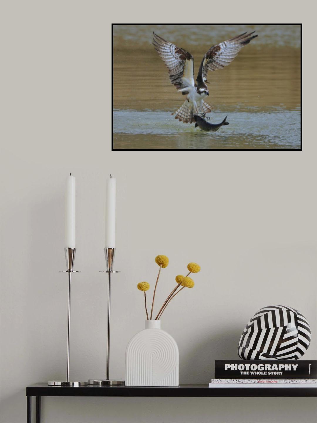 Osprey in hunting Poster och Canvastavla
