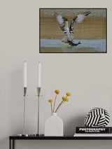 Osprey in hunting Poster och Canvastavla