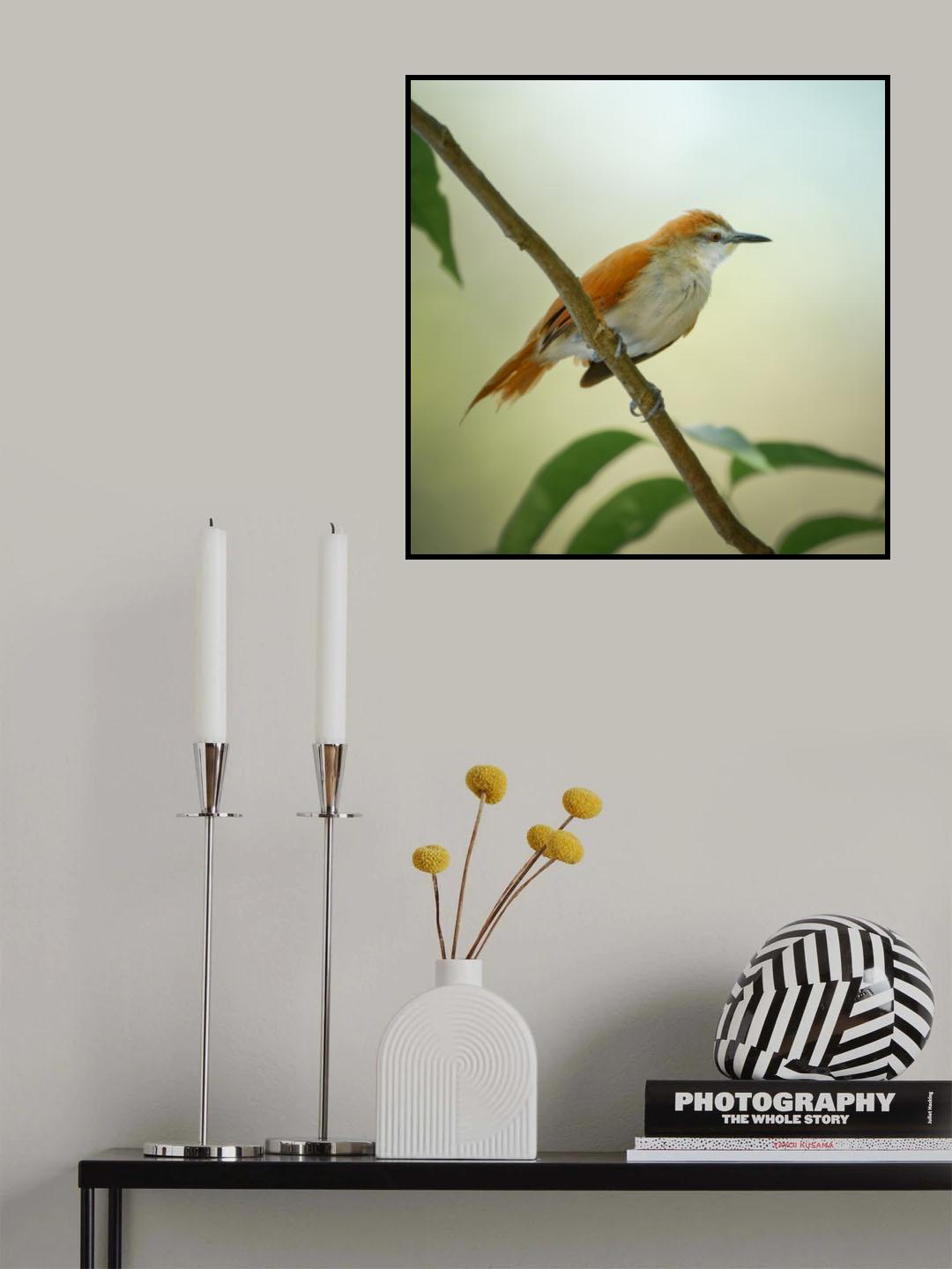 Yellow-chinned Spinetail Poster och Canvastavla