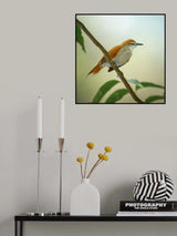 Yellow-chinned Spinetail Poster och Canvastavla
