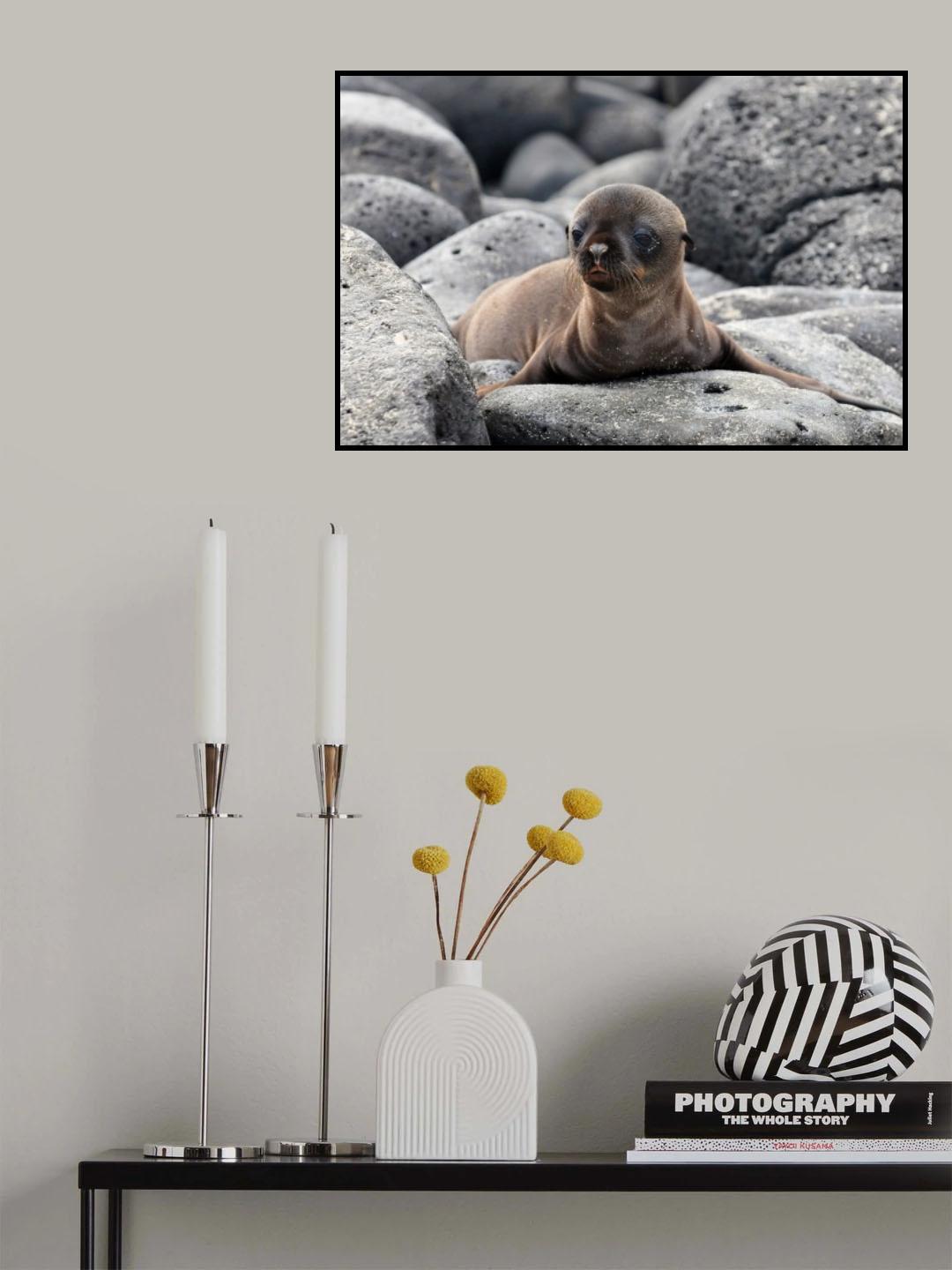Galapagos Sea Lion pup Poster och Canvastavla